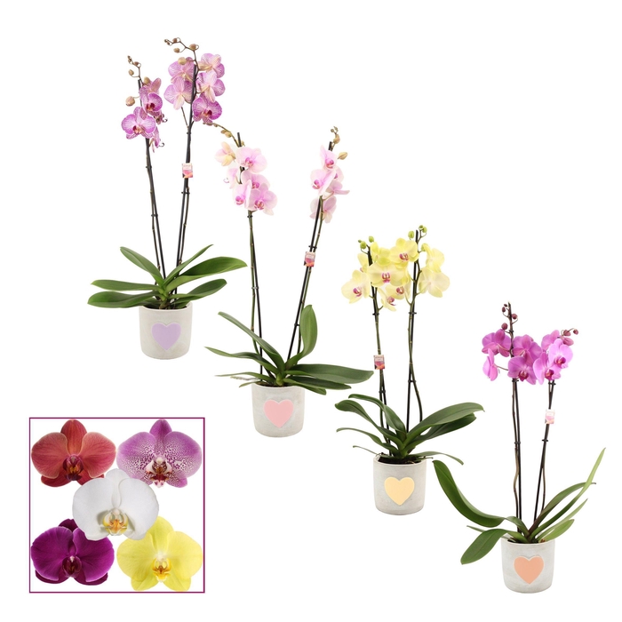 <h4>Phalaenopsis 2 tak 14+ mix in Jolijn (Sympathetic moods-collecti</h4>