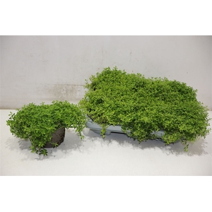 arr8 Thym Citriodorus Lemon