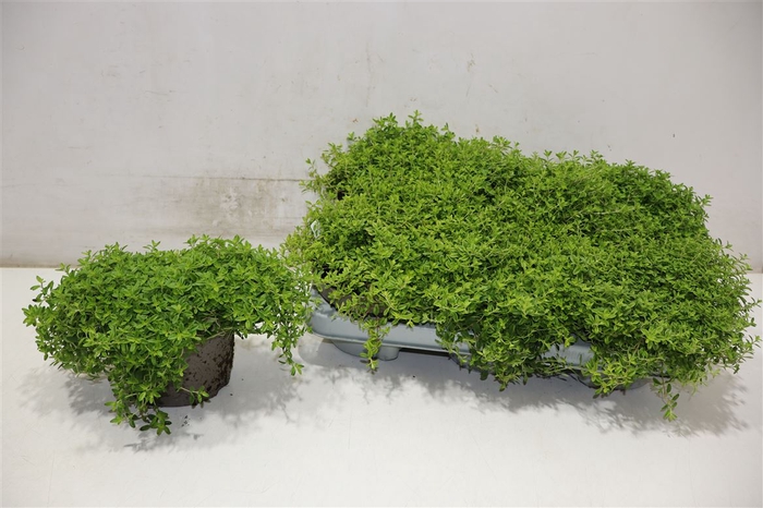 <h4>arr8 Thym Citriodorus Lemon</h4>