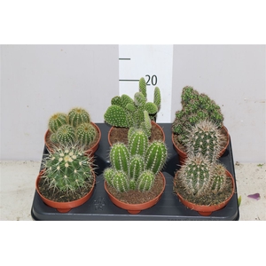 Cactus Gemengd