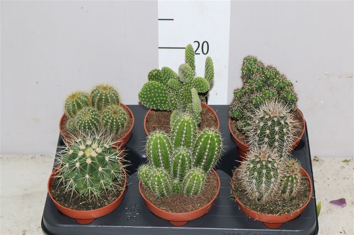 <h4>Cactus Gemengd</h4>