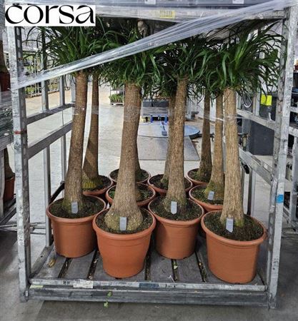 <h4>Beaucarnea Recur</h4>