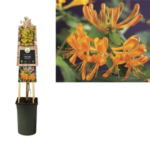 Lonicera tellmanniana +3.0 label