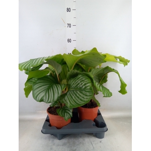 Calathea orbifolia