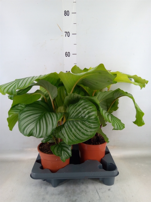 <h4>Calathea orbifolia</h4>