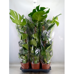 Monstera delic.