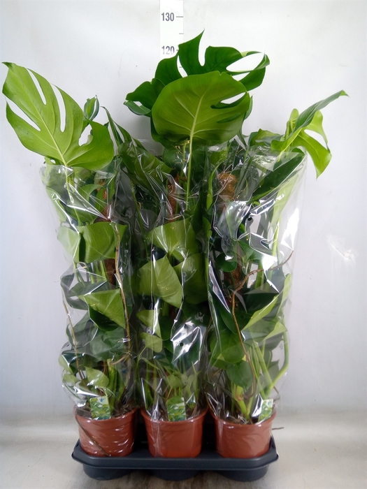 <h4>Monstera delic.</h4>