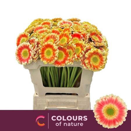 <h4>Ge Mi Tompouce</h4>