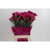 Dianthus St Bernard
