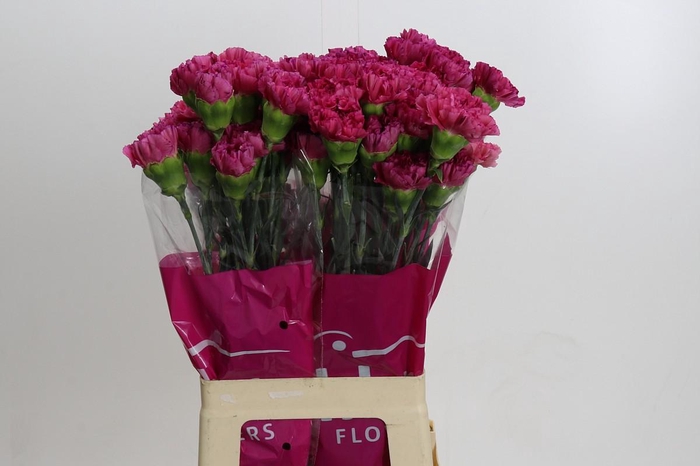 <h4>Dianthus St Bernard</h4>