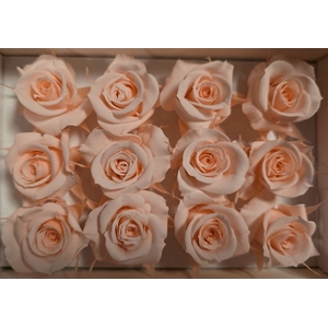 Ro Pres Mini Pink Soft