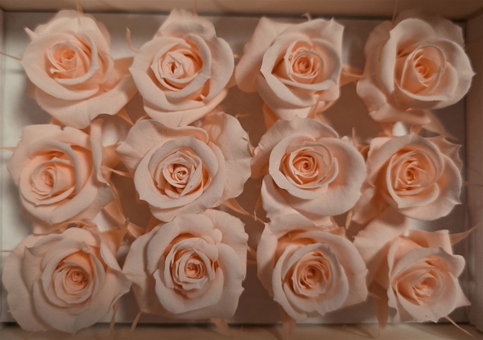 <h4>Ro Pres Mini Pink Soft</h4>