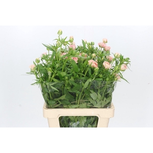 Ranunculus Butterfly Ariadne