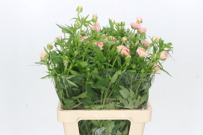 <h4>Ranunculus Butterfly Ariadne</h4>