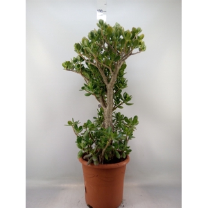 Crassula ovata