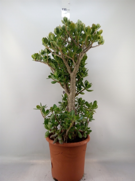 <h4>Crassula ovata</h4>