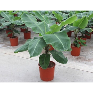 Musa 'Dwarf Cavendish'