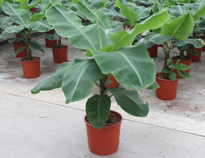 <h4>Musa 'Dwarf Cavendish'</h4>