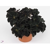 Begonia rex Dark Mambo