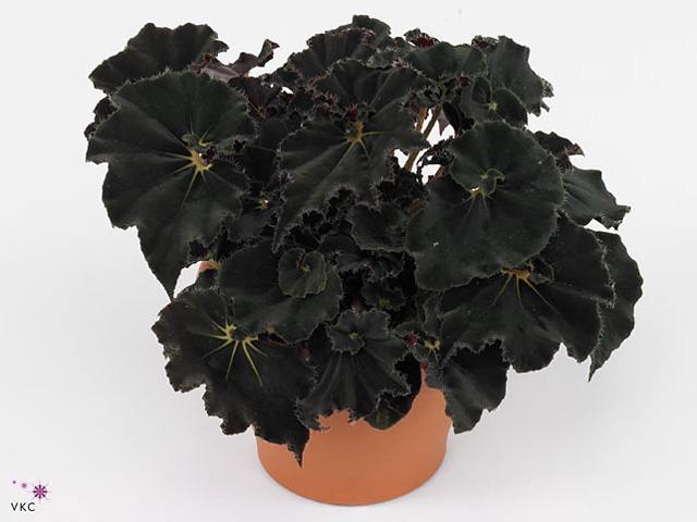 Begonia rex Dark Mambo