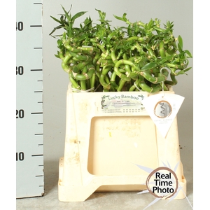 DRAC LUCKY BAMBOO