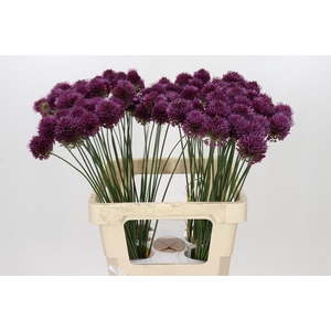 Allium Sphaerocephalon