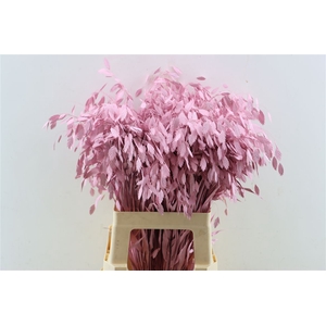 Dried Chasmantium Light Pink P Stem