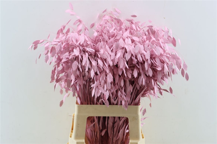 <h4>Dried Chasmantium Light Pink P Stem</h4>