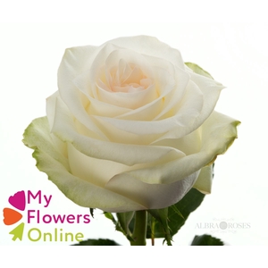 R Gr Candlelight Bicolor 50cm EC