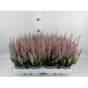 Calluna vulg. 'Beauty L Michelle'