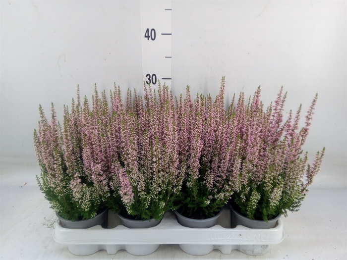 <h4>Calluna vulg. 'Beauty L Michelle'</h4>