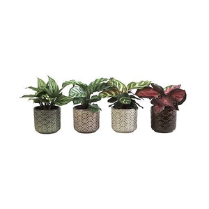 CALATHEA HYBRIDA p6 L 66040
