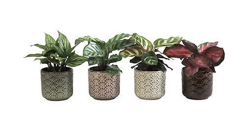 <h4>CALATHEA HYBRIDA p6 L 66040</h4>