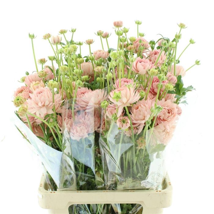 <h4>Ran Nat Moderna Riviera</h4>