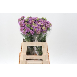 Scab At Bb Scoop Ube