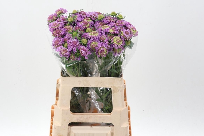 <h4>Scab At Bb Scoop Ube</h4>