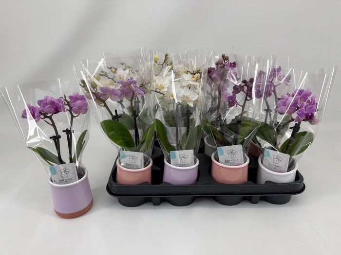 <h4>PHAL MINI</h4>