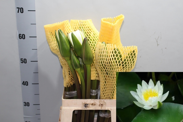 <h4>SNIJBLOEMEN OV</h4>