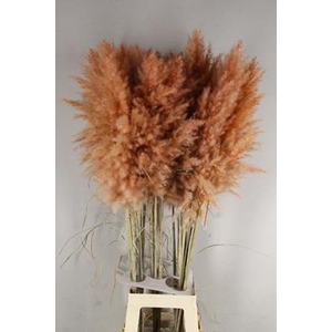 Df Pampas 115cm Copper/brown