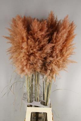 <h4>Df Pampas 115cm Copper/brown</h4>