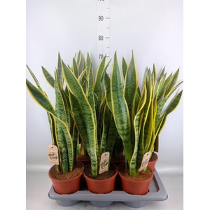Sansevieria trifa. 'Laurentii'