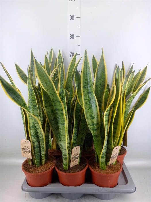 <h4>Sansevieria trifa. 'Laurentii'</h4>