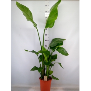 Strelitzia nicolai