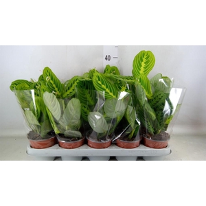 Maranta leuc. 'Lemon'