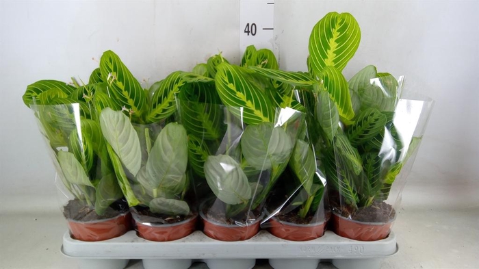 <h4>Maranta leuc. 'Lemon'</h4>