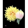 Chr G Kbh Antonov Soft Peach
