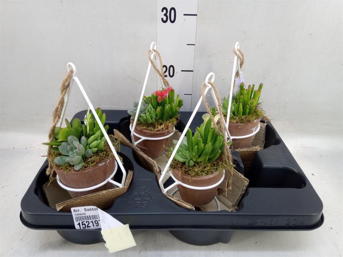 <h4>Arr. Succulents L%</h4>