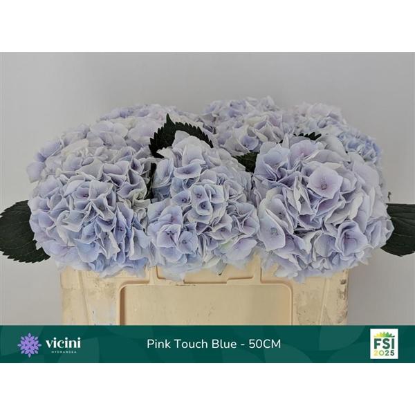 <h4>Blue Touch - 50CM</h4>