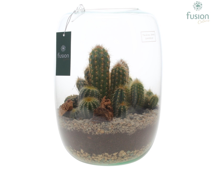 <h4>Green Bottle Isabella XLarge met Cactussen</h4>