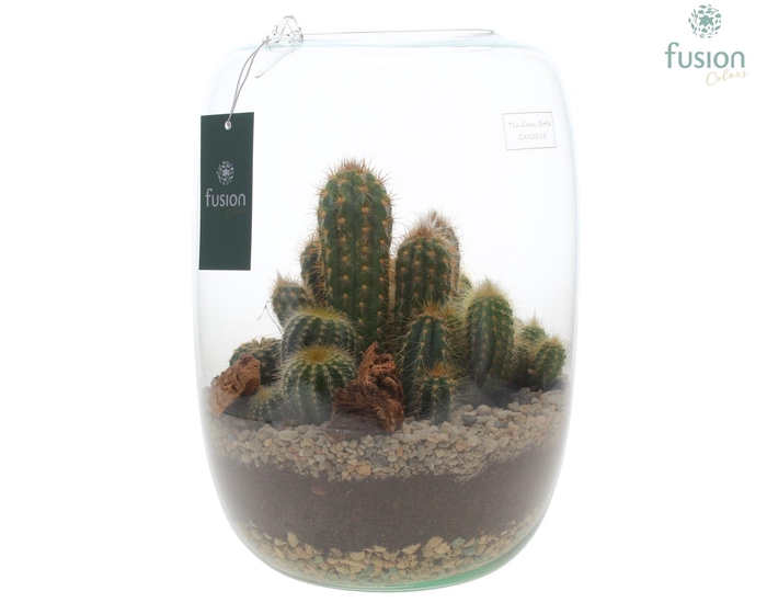 <h4>Green Bottle Isabella XLarge met Cactussen</h4>